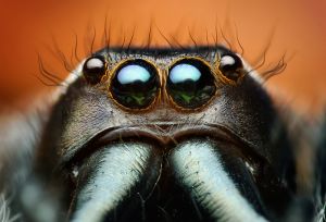Adult Male Paraphidippus aurantius Jumping Spider